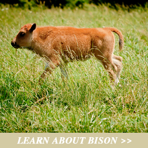 Learn about bison