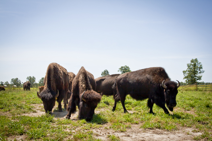 Bison Herd Grazing